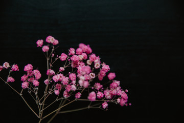 pink flowers on black background