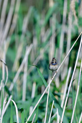 Blaukehlchen (Luscinia svecica)	