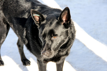 Obraz premium Black sterilized dog in the snow. Stray dog.