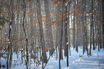 Snowing in the woods