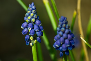 Beautiful grape hyacinth (Muscari) plants in early bloom during spring
