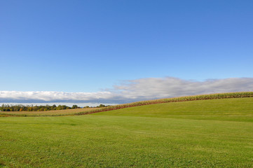 Green field and blue sky in the horizon