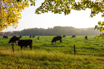 Cows in pasture grazing during autumn sunset in Westmalle, Antwerp (Belgium) © Sander V.w.