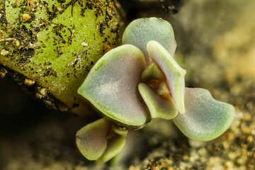 Baby echeveria,