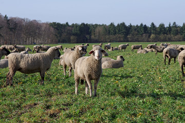 eine schafherde im frühjahr auf der wiese