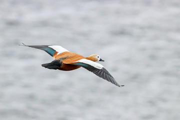 Ruddy shelduck tadorna ferruginea female flying over grey river water in winter. Cute bright duck in wildlife.