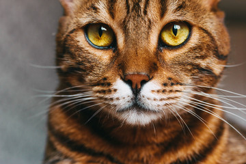 face of a bengal cat mestizo, close up. brown color with stripes, green and yellow eyes