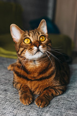 bengal cat mestizo lying, look to the side, close-up