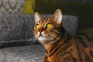 bengal cat mestizo lying, look to the up, close-up