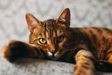 bengal cat mestizo lies, angry look, displeased, close-up