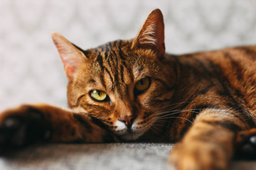 bengal cat mestizo lies, angry look, displeased, close-up