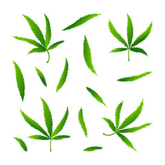 Set of cannabis or marijuana leaf