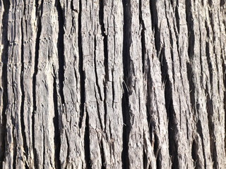 Obraz premium Palmier