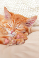 Beautiful red tabby kitty dream on soft pillow. Close up portrait redhead sleepy striped kitten. Cute sleeping cat