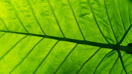 Leaf vein shot from below in tropical setting with rain drops on leaf top