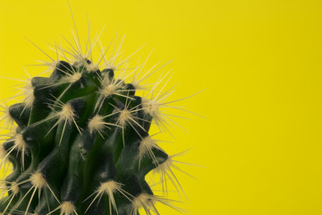 A macro-picture of a cactus on a yellow background. The concept of minimalism.