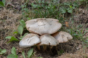 white and brown mushrooms growing wild