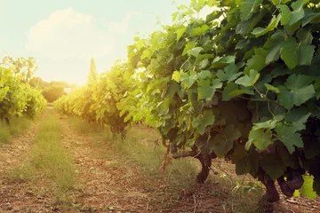 Foto op Canvas Sunny landscape of vineyard © karandaev