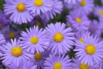 Background of lilac flowers