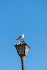 Obraz premium a seagull purched ontop of an old lampost. 