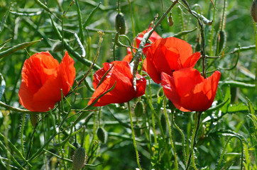 four red poppies in a field