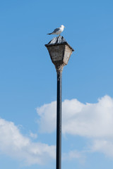 a seagull purched ontop of an old lampost. 
