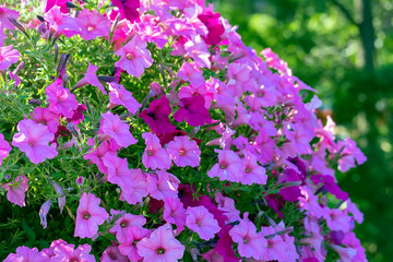 Obraz premium Flowers