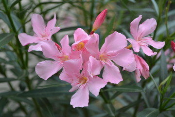 pink flowers