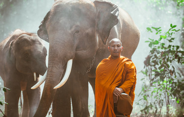 Thai monks walking in the jungle with elephants