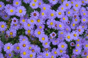 Background of small daisies.