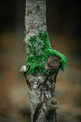 Tree with green moss bokeh background