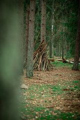 Wood hut in a green forrest