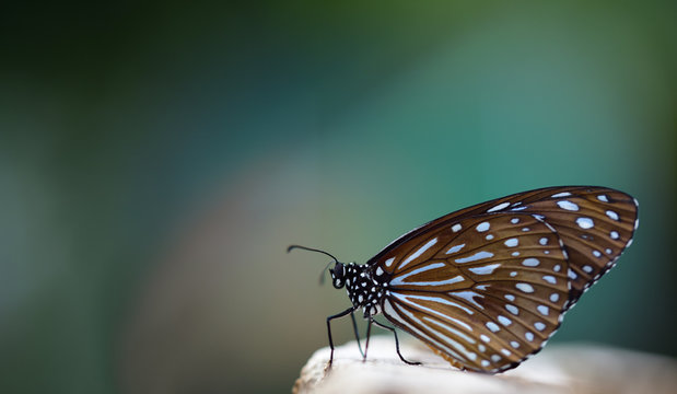 Close-up of a "Blue Tiger" or tirumala hamata butterfly sitting against a dark, blue and colorful background and space for text