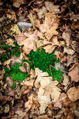 Green moss with leaves in the wood