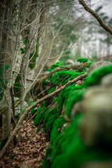 Green moss on stone wall in the wood
