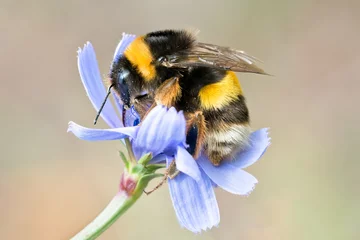 Abwaschbare Fototapete Biene Hummel auf blauer Wildblume