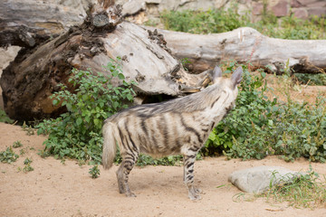 Obraz na płótnie Canvas Striped Hyena (Hyena Hyena Sultana) looks