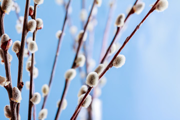 willow branches against the blue sky