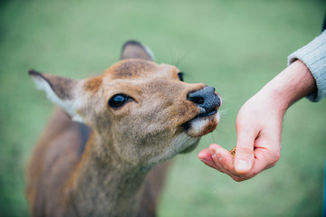 Deers and animals in Nara park, kyoto, Japan
