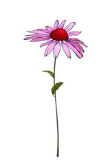 Echinacea Purpurea or coneflower on stem with green leaves. Isolated on white background. Flower for beautiful floral design, greeting cards, wedding invitations.Hand drawn. Vector stock illustration.