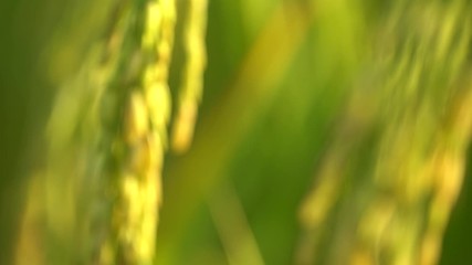 Jasmine golden rice ears,  Focus Back