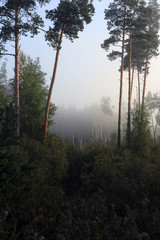 Obraz premium fog in Kemeri National park