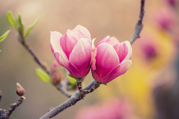 Magnolia spring flowers