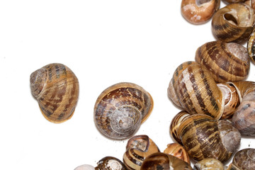 Collection of Empty Snail Shells on a White Background