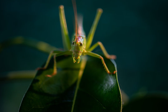 Macro sur la tête d'une grande sauterelle verte sur une feuille