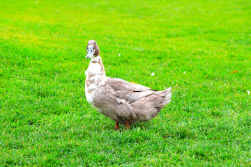 A big gray fluffy duck, stands on a green lawn in spring, summer. Poultry on a farm in the village. Waterfowl bird, drake, food, hunting