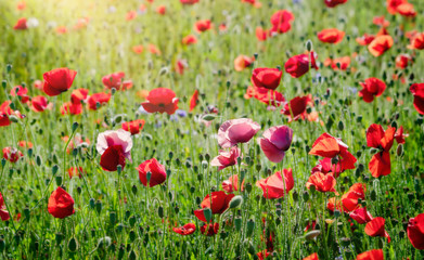 Fototapeta na wymiar Soft focus Opium poppy field in summer, Landscape of Red poppy flower in Summer or Spring, Remembrance day.