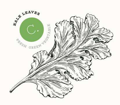 Hand drawn sketch style kale salad. Organic fresh food vector illustration isolated on white background. Retro vegetable leaf cabbage illustration. Engraved style botanical picture.