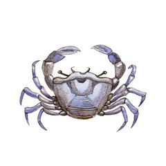 Sea crab watercolor painted illustration. Hand drawn organic sea food object. Tasty seafood animal. Blue shell aquatic crab color image isolated on white background.