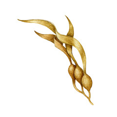 Seaweed laminaria watercolor illustration. Hand drawn kelp underwater organic vegan plant. Fresh seaweed branch with leaves element isolated on white background. © anitapol